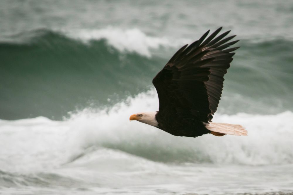 An eagle flying over the beach at Neskowin Beach State Recreation Site