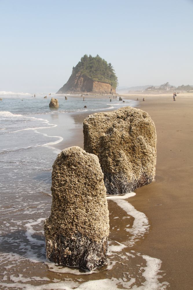 Eroded tree stumps at Neskowin Ghost Forest