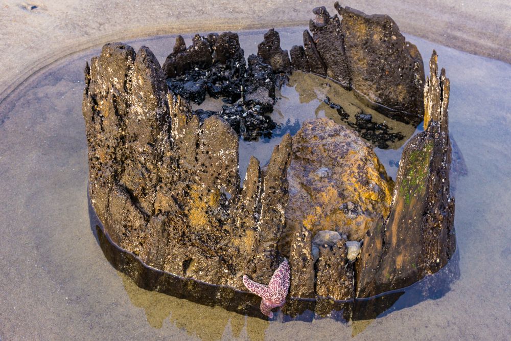 Star fish hiding in a stump at Neskowin Ghost Forest