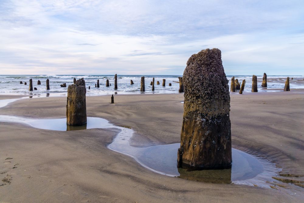 Stumps of Sitka trees at Neskowin Ghost Forest