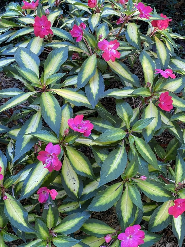 Pretty flowers at Newfields