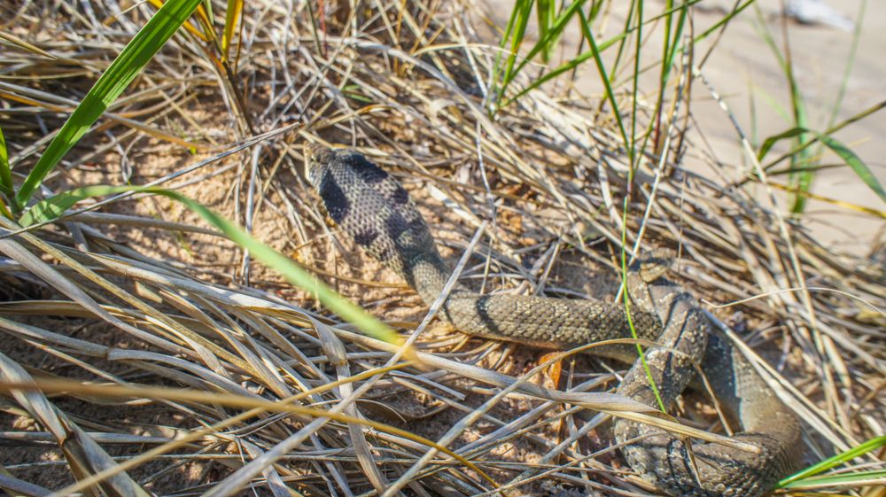 Snake passing through the grass at Nordhouse Dunes Wilderness