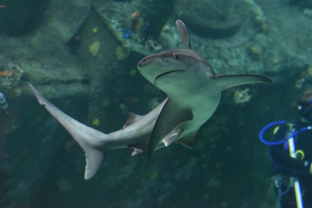 Baby shark in the North Carolina Aquarium at Pine Knoll Shores