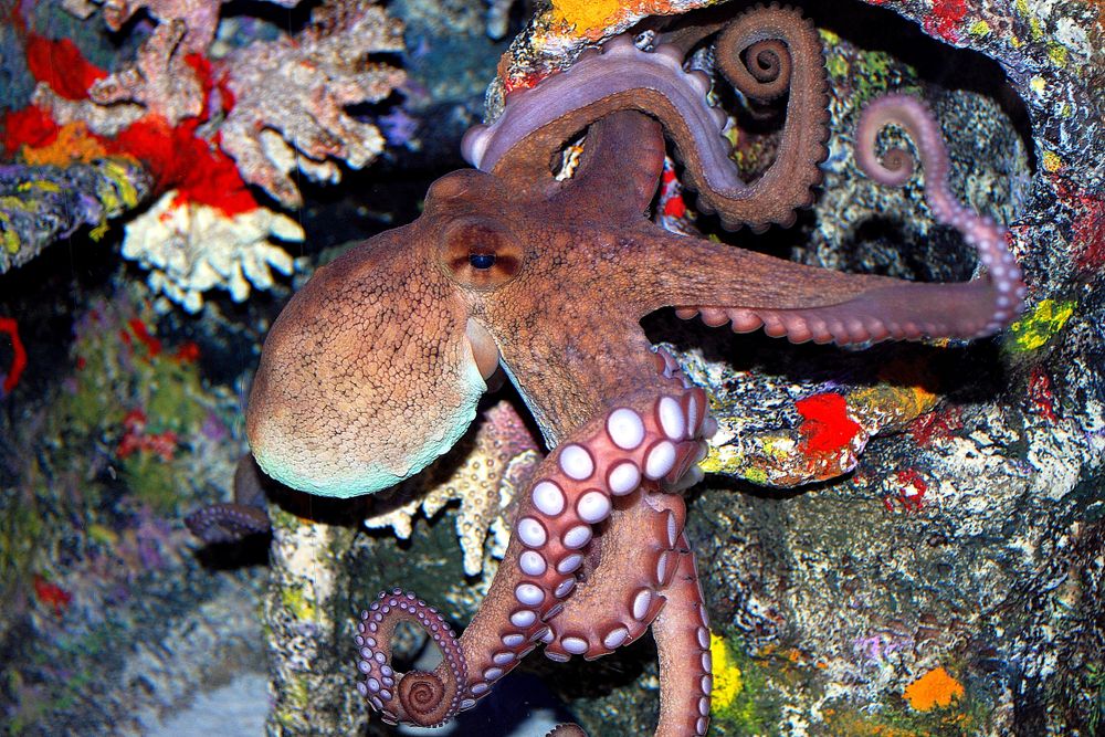 Octopus swimming amidst the corals at North Carolina Aquarium, Pine Knoll Shores