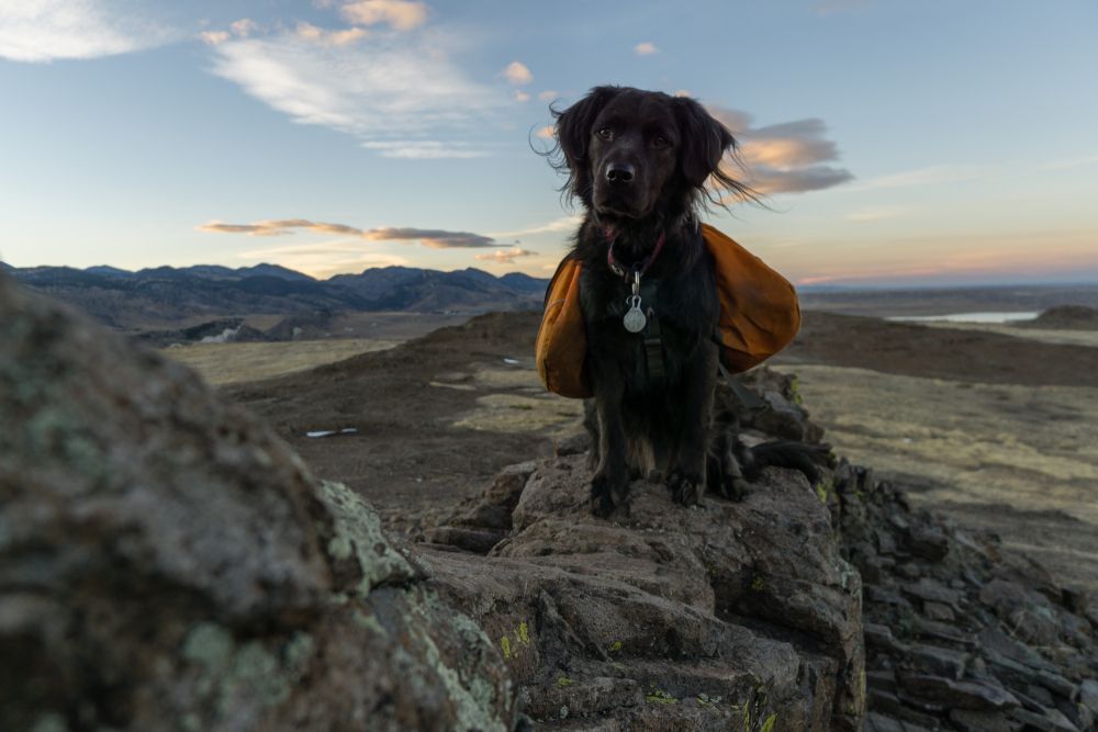 Dog posing at North Table Mountain