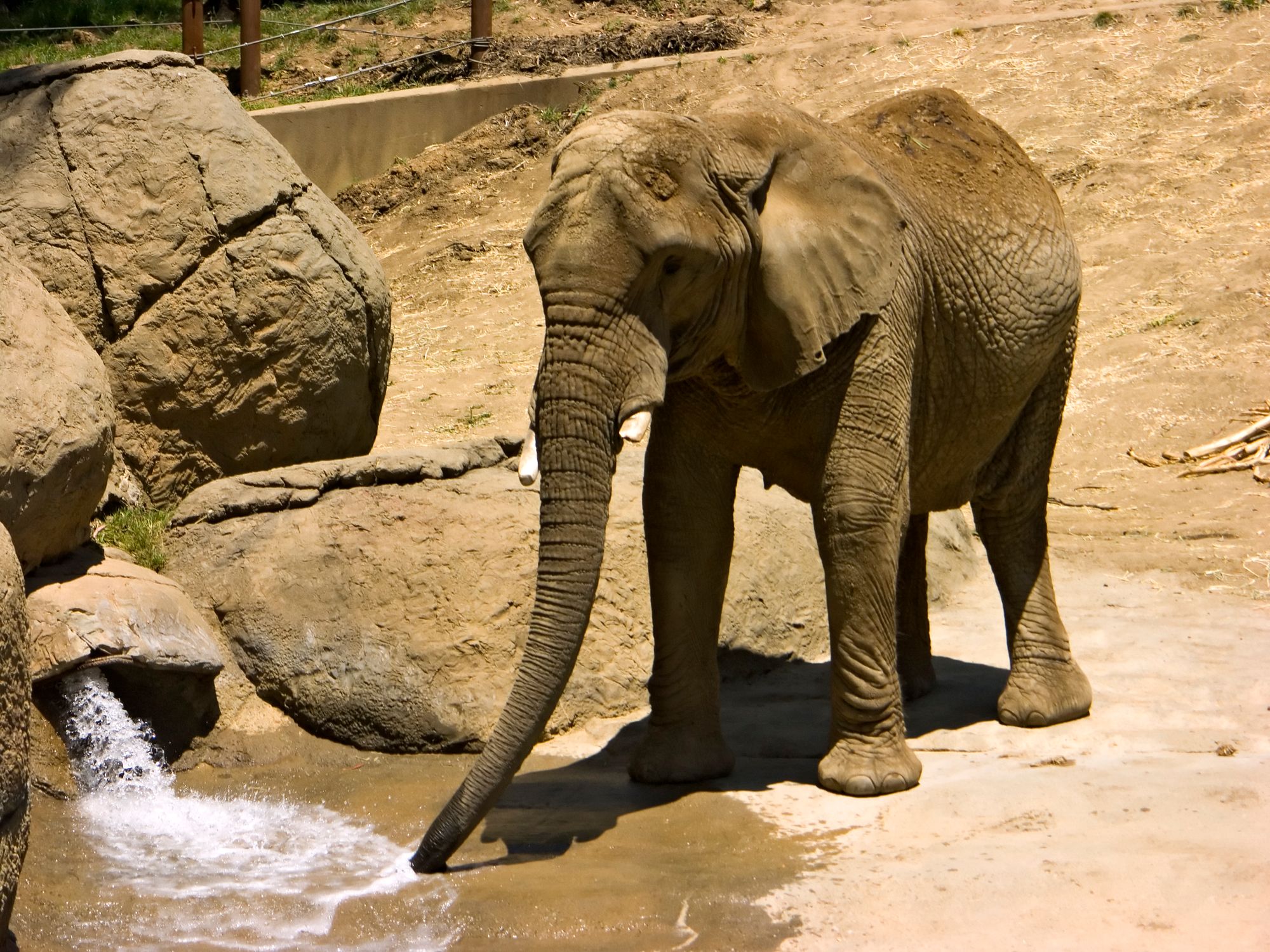 An elephant quenching its thirst at the Oakland Zoo