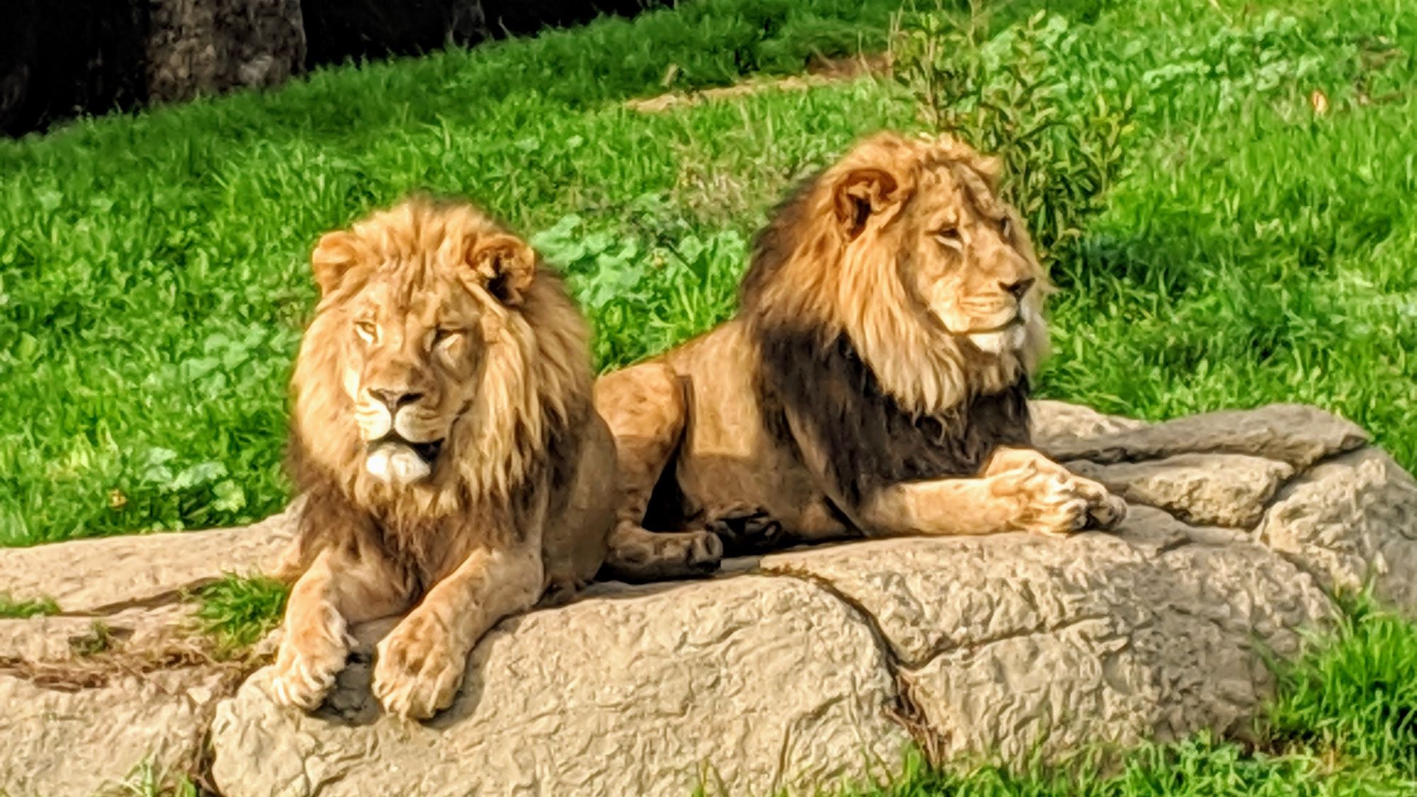 A pair of lions at the Oakland Zoo