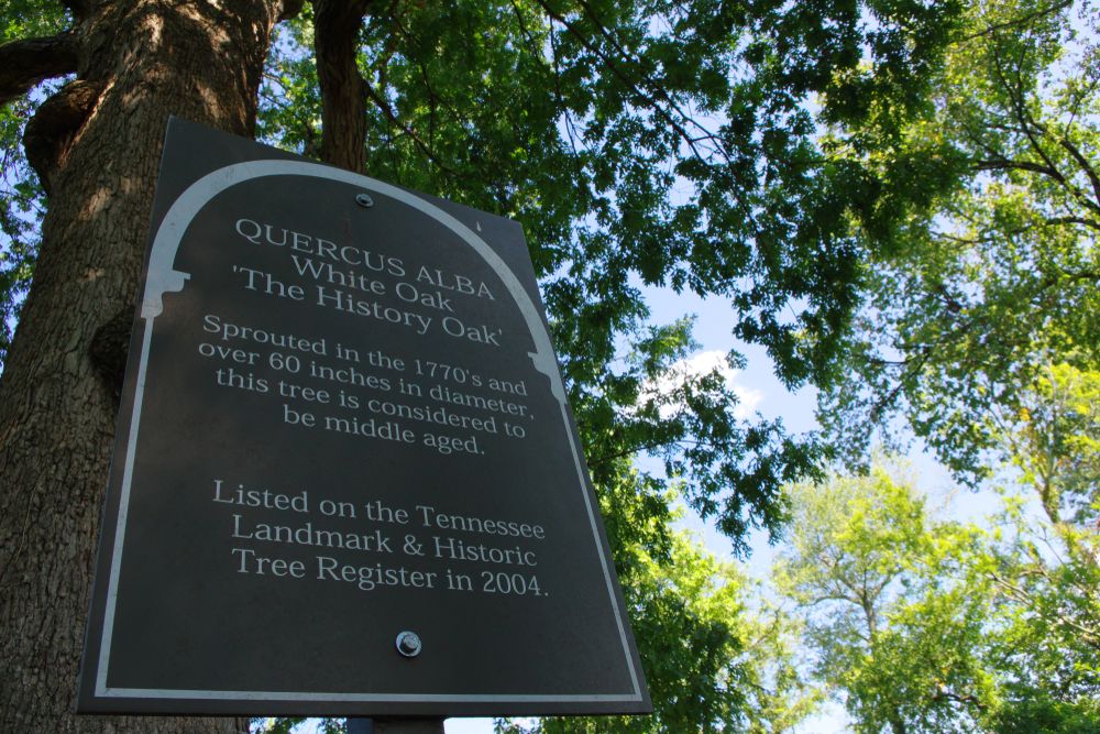 Oldest oak at Oaklands Park