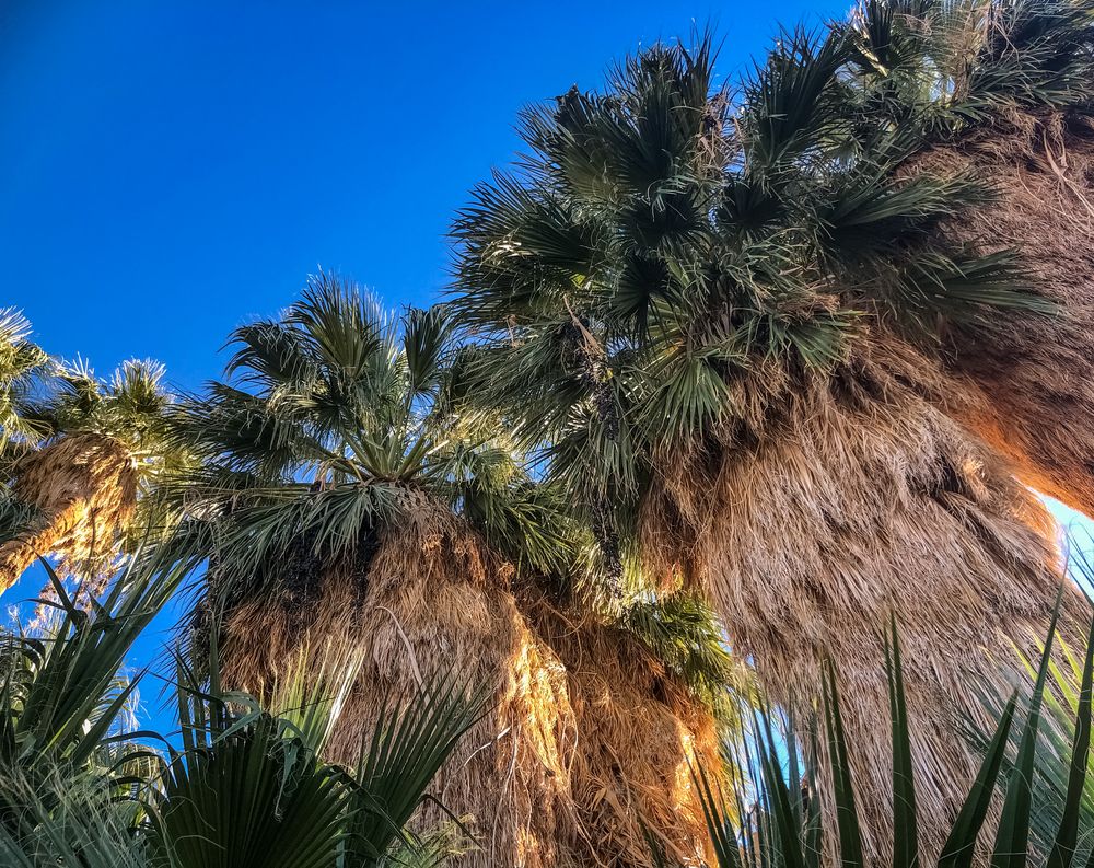 Palm trees at Oasis of Mara