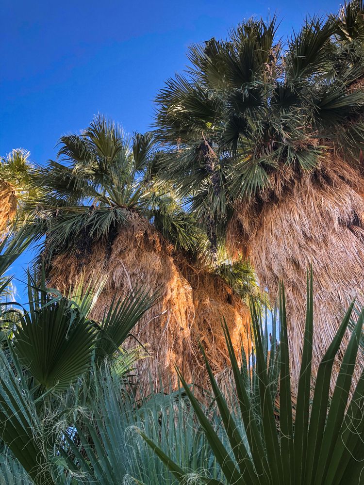 Palm trees at Oasis of Mara