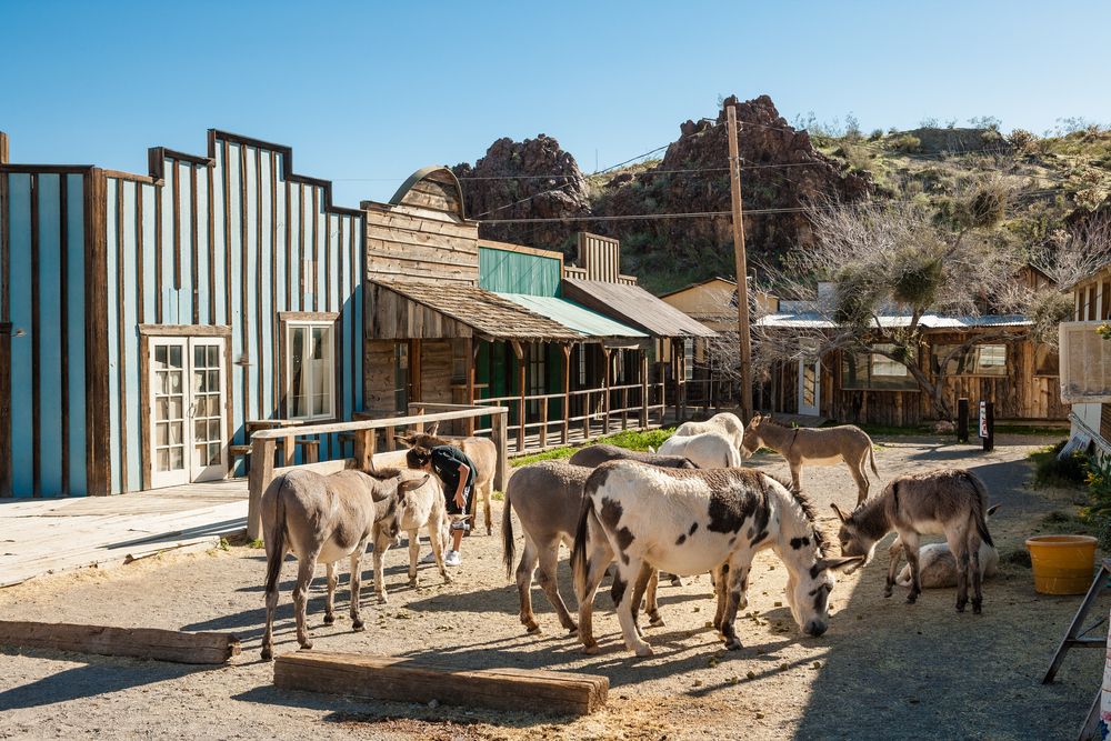 Donkeys at Oatman, Arizona