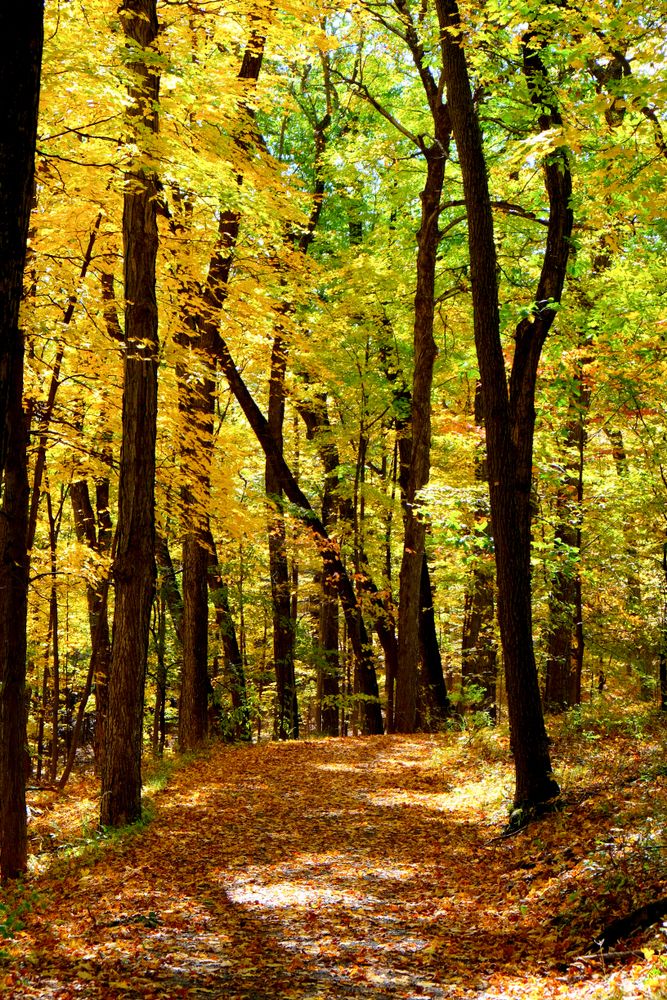 Nature trail at Olana State Historic Site