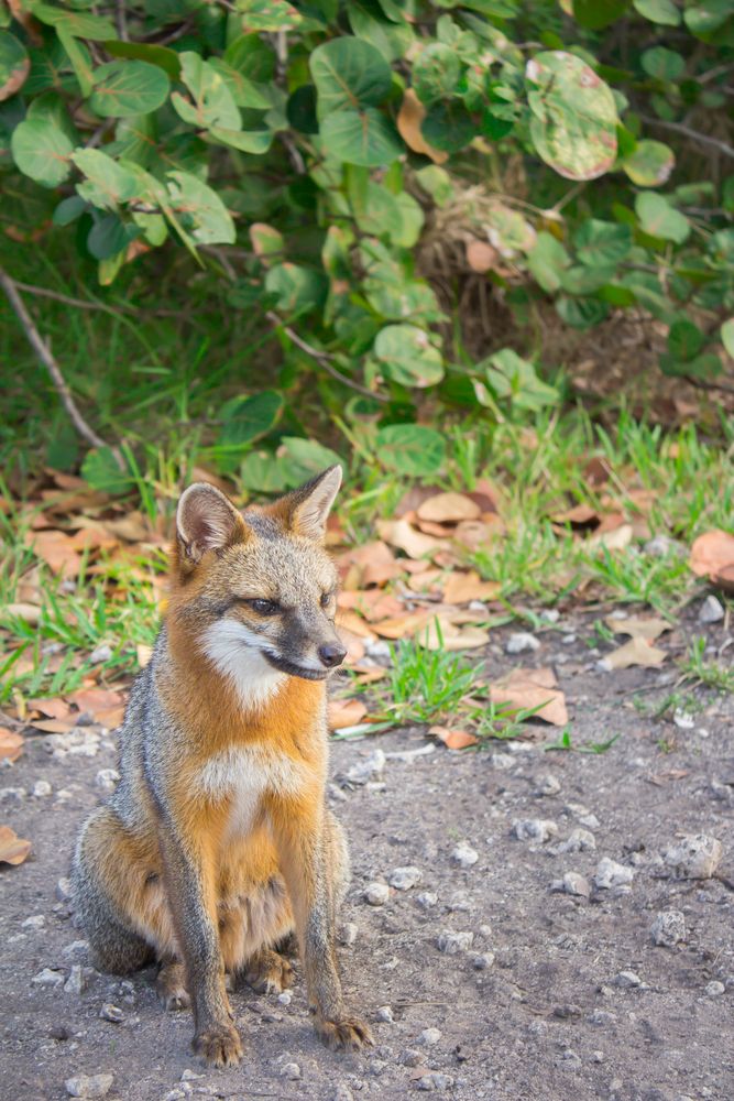 Fox at Oleta River State Park