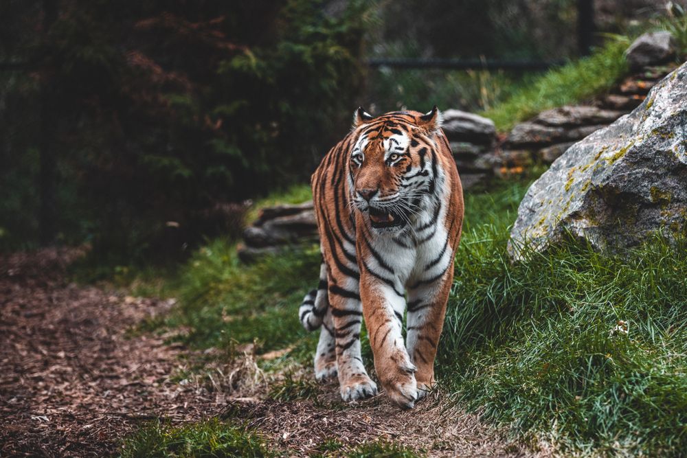 Ferocious tiger at Omaha's Henry Doorly Zoo and Aquarium