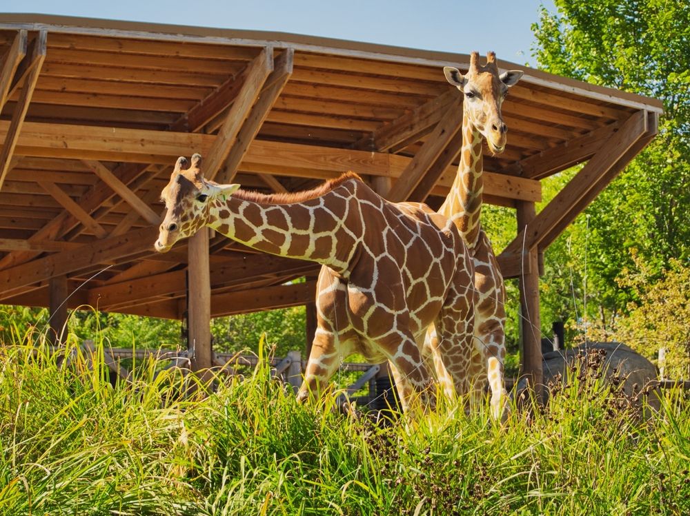 Giraffes at Omaha's Henry Doorly Zoo and Aquarium