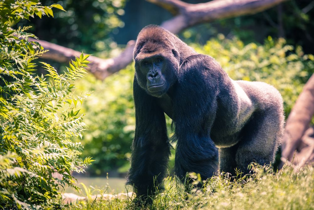 Gorilla at Omaha's Henry Doorly Zoo and Aquarium