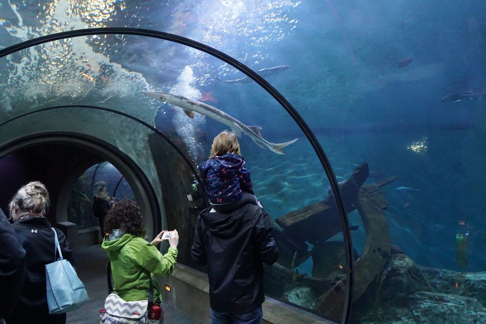 People admiring the sea creatures at Oregon Coast Aquarium