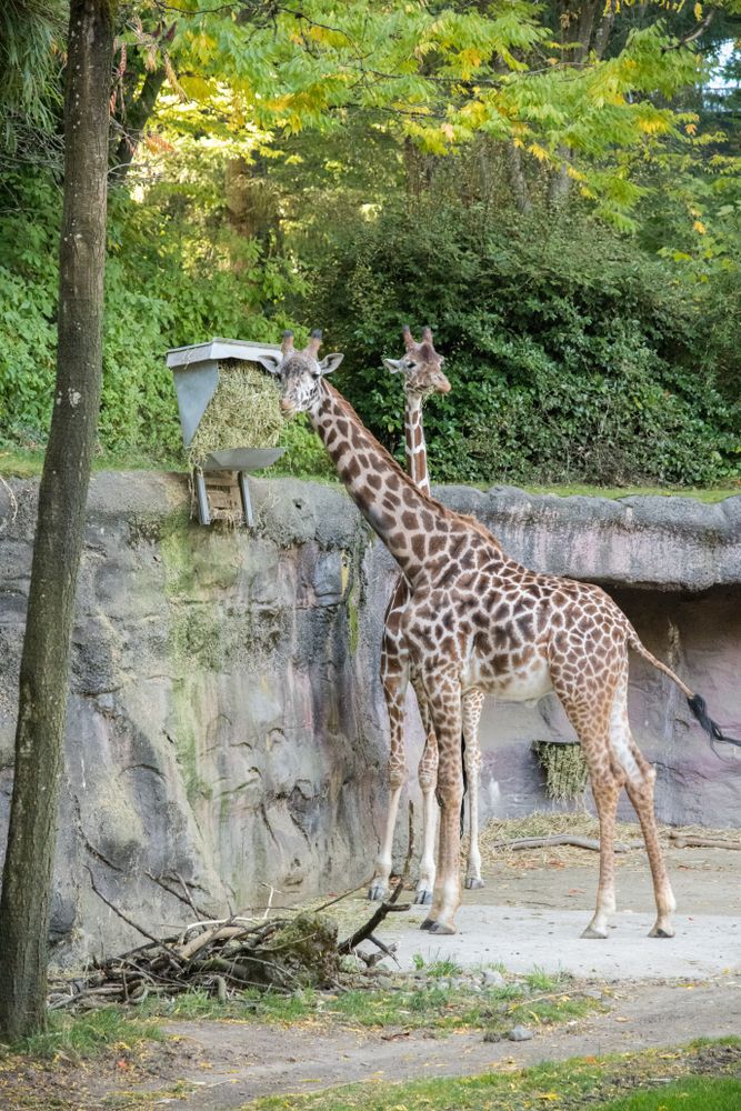 Giraffe at Oregon Zoo