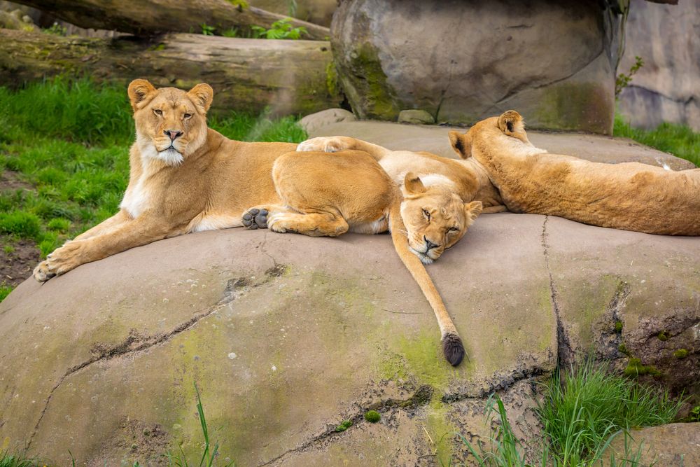 Lioness and its cubs resting on a rock at Oregon Zoo