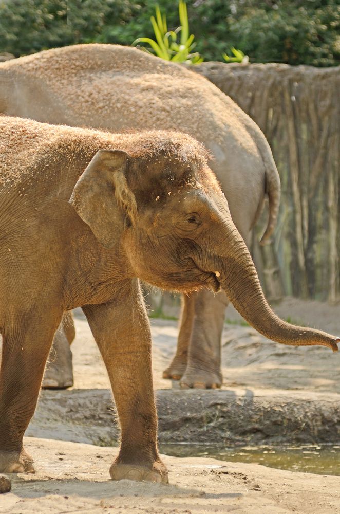 Baby elephant at Oregon Zoo