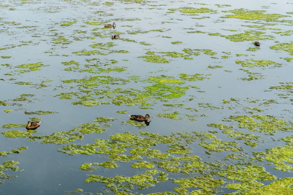 Ducks at Oso Flaco Lake Trail