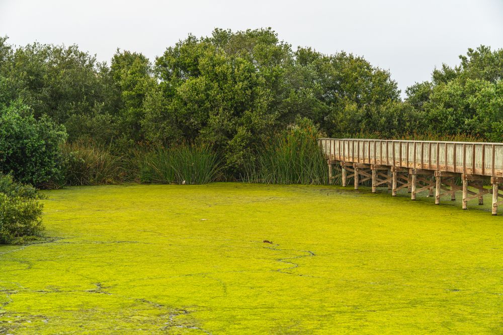 View of Oso Flaco Lake
