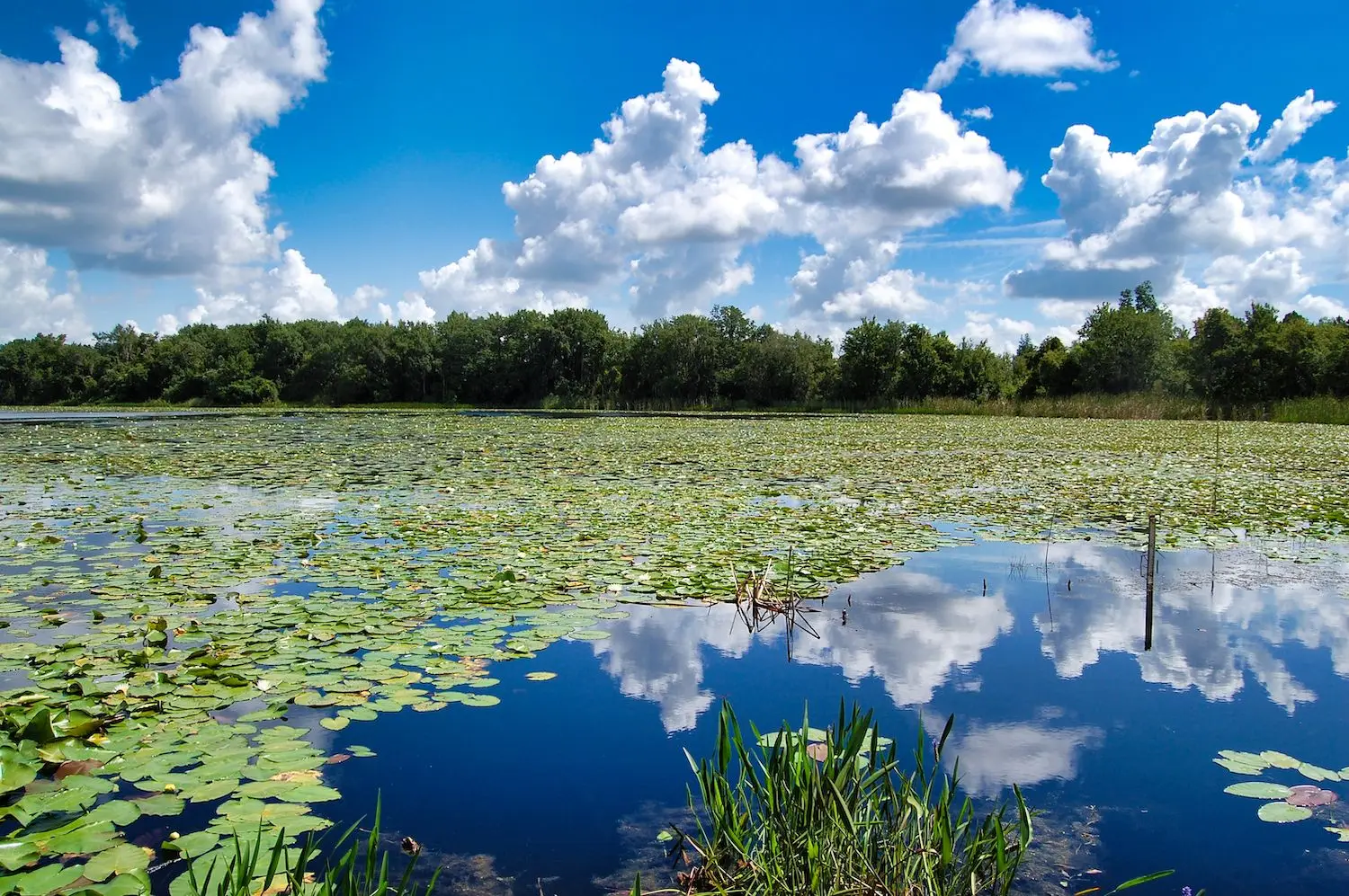 15 Best Things to Do in Oviedo, FL
