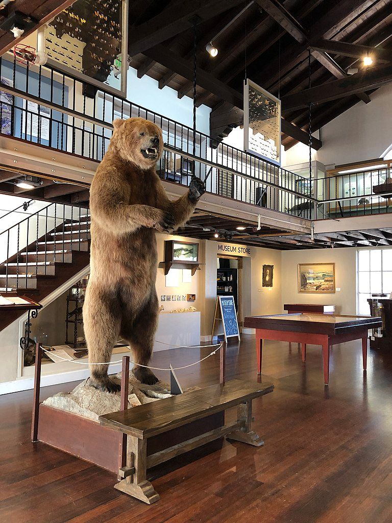 Display of huge bear model at Pacific Grove Museum of Natural History