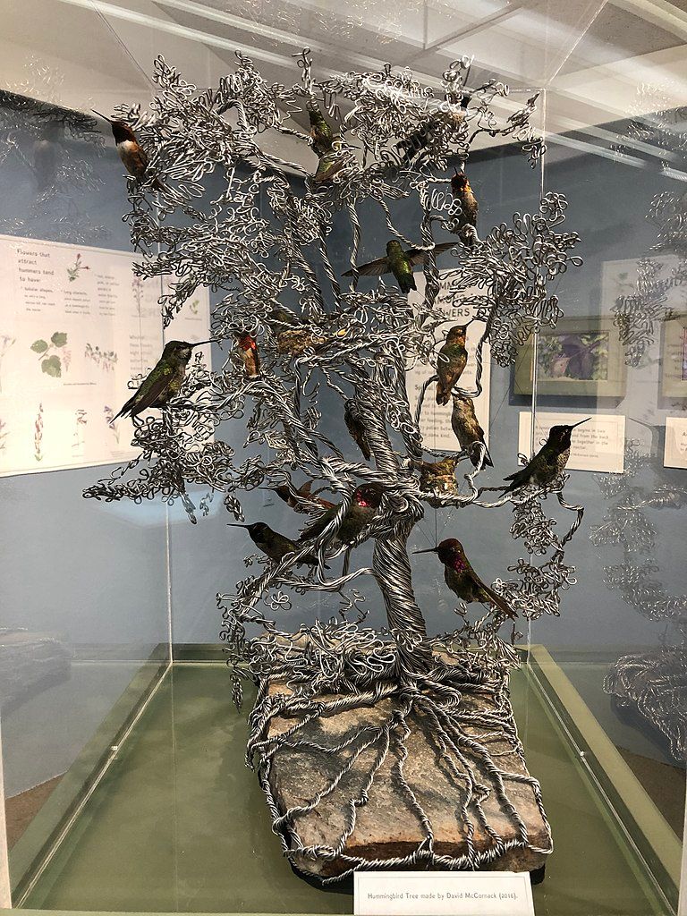 Exhibit of birds at Pacific Grove Museum of Natural History