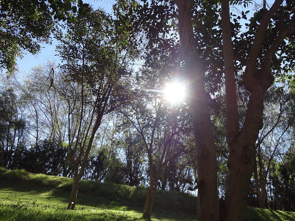 Sun shinning through the trees at Parque Tangamanga