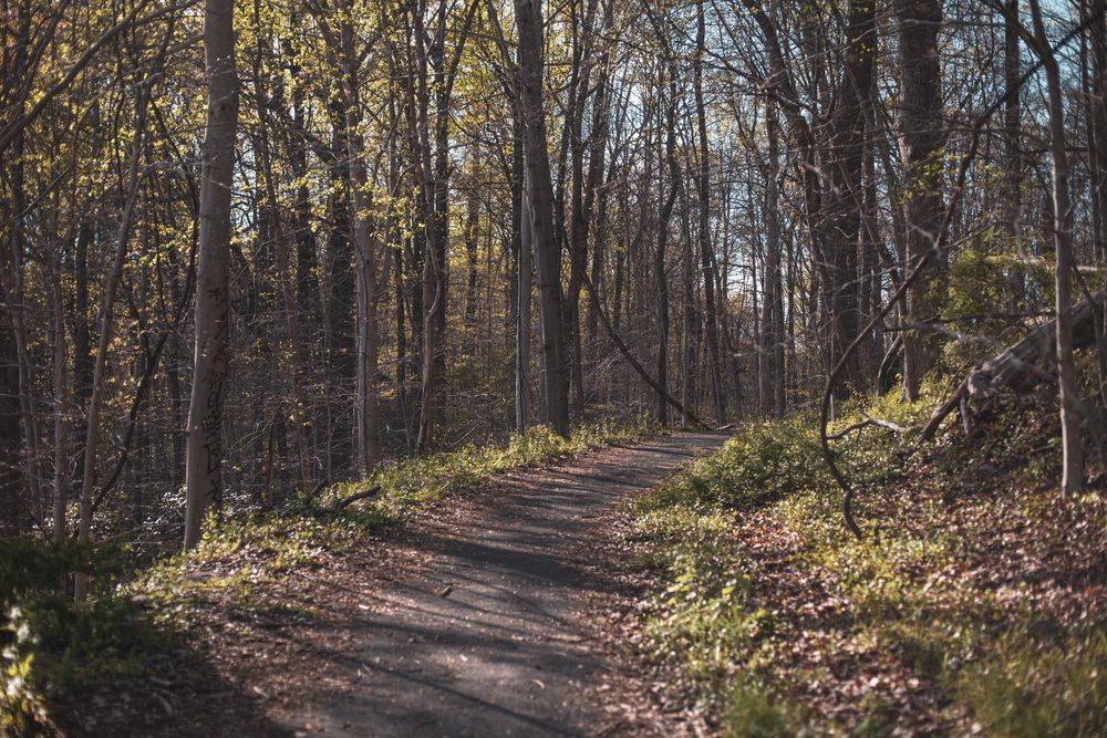 Hiking trail at Patapsco Valley State Park