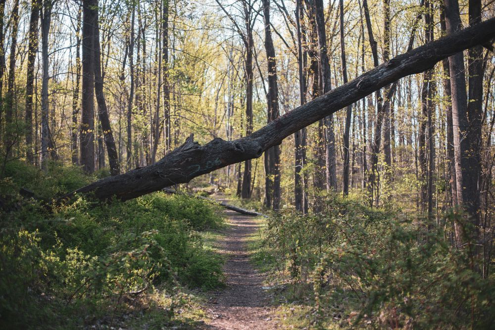 Fallen tree along a trail at Patapsco Valley State Park