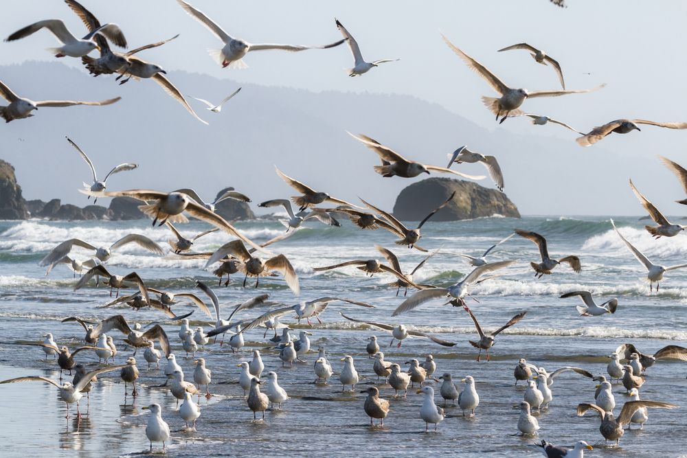 Colony of seaguls at Pebble Beach
