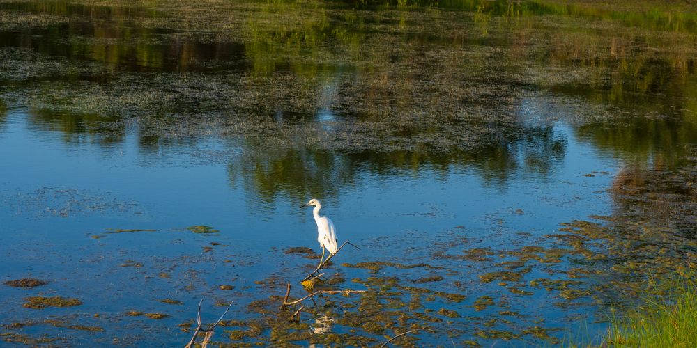 A lonely white bird resting in Pelican Island National Wildlife Refuge
