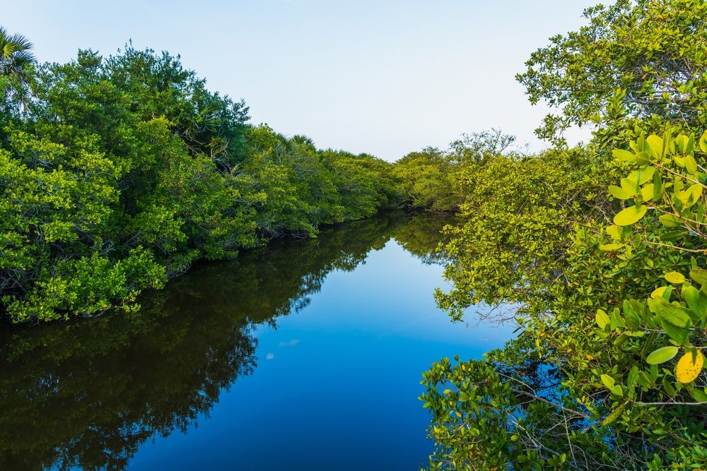 Swamp covered with green plants on both the sides at Pelican Island National Wildlife Refuge