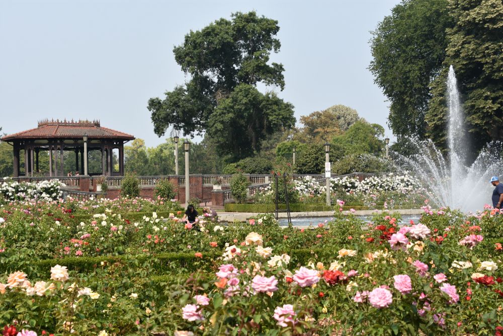 Colorful roses and a fountain at Peninsula Park