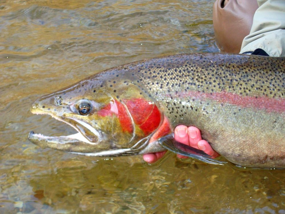Huge fish at Pere Marquette River