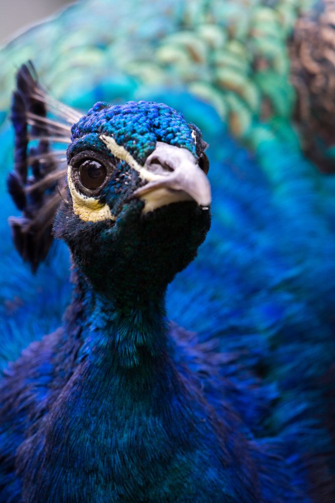 Peacock at the Philadelphia Zoo