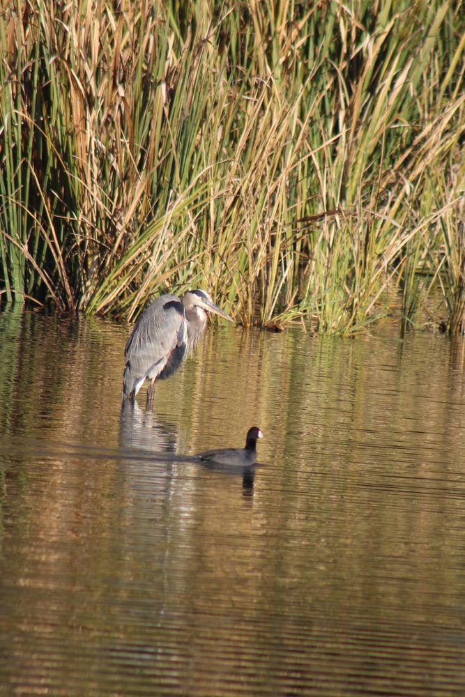 Birds at Phinizy Swamp Nature Park