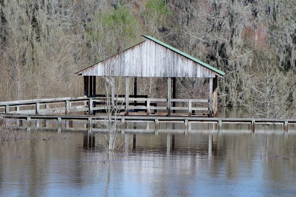 Swamp at Phinizy Swamp Nature Park