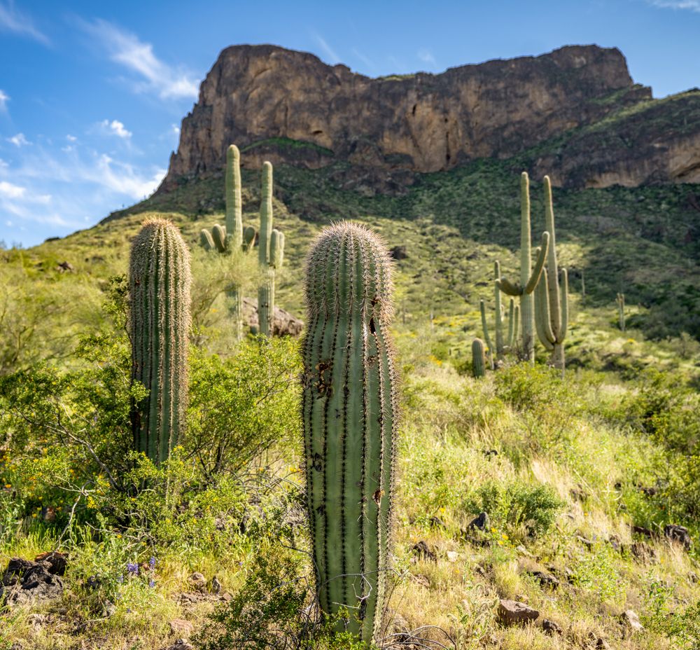 Cactus along the hiking trail at Picacho Mountain