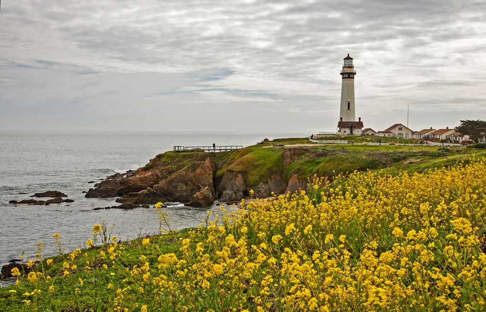 Pretty flowers near Pigeon Point Lighthouse