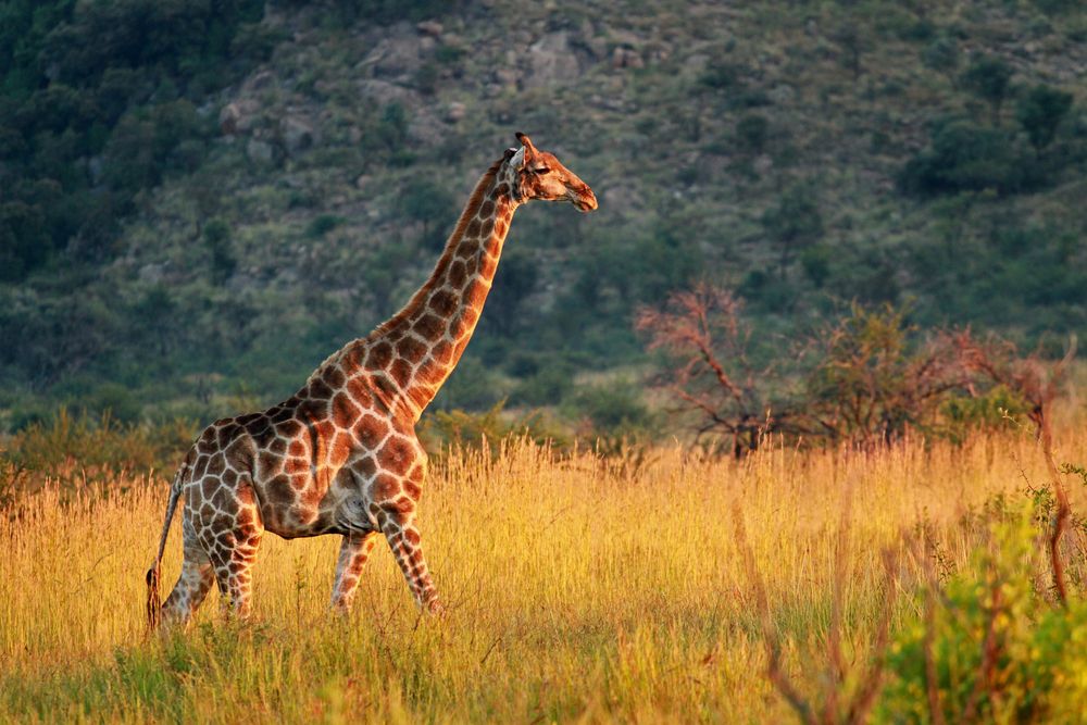 Tall Giraffe walking across a field at Pilanesberg National Park