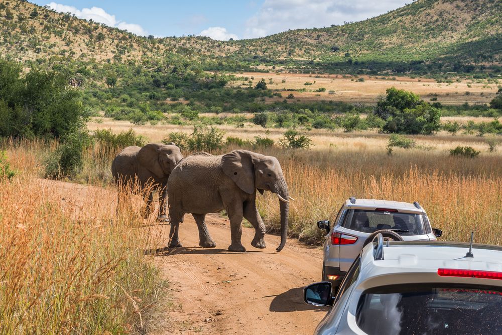 Elephants crossing the dusty roads at Pilanesberg National Park