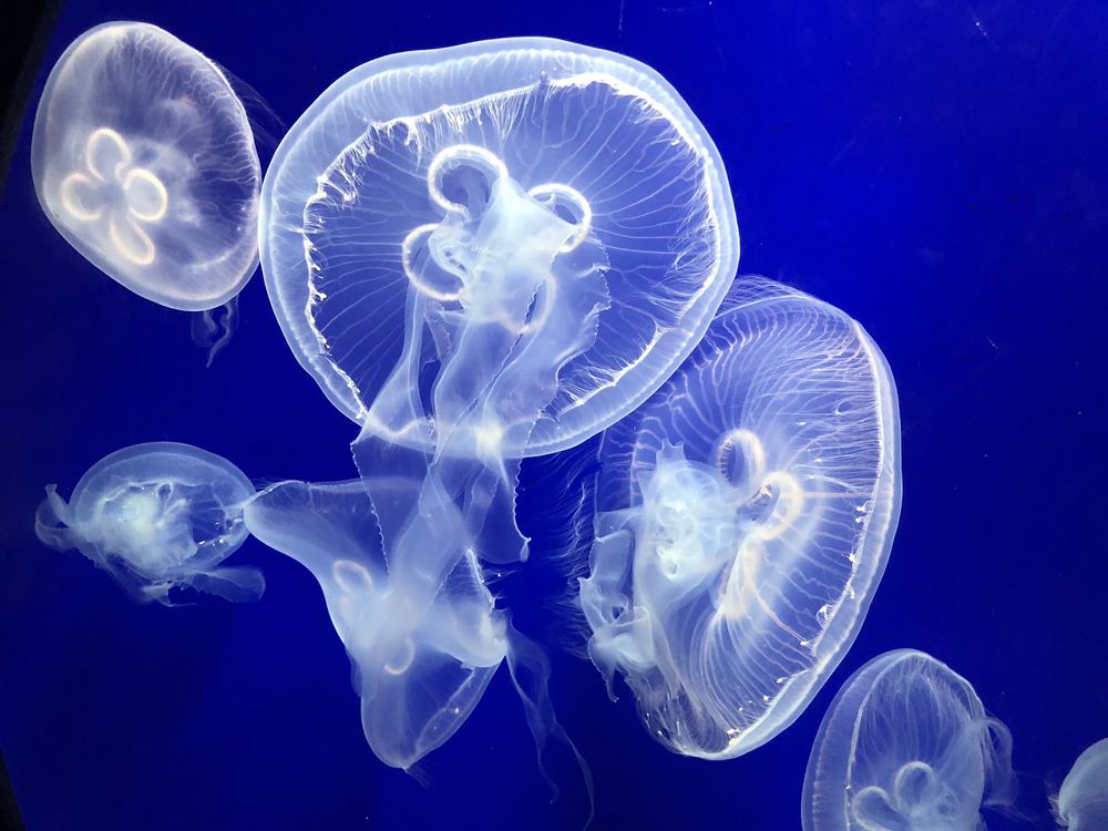 Jellyfish at Pine Knoll Shores NC Aquarium