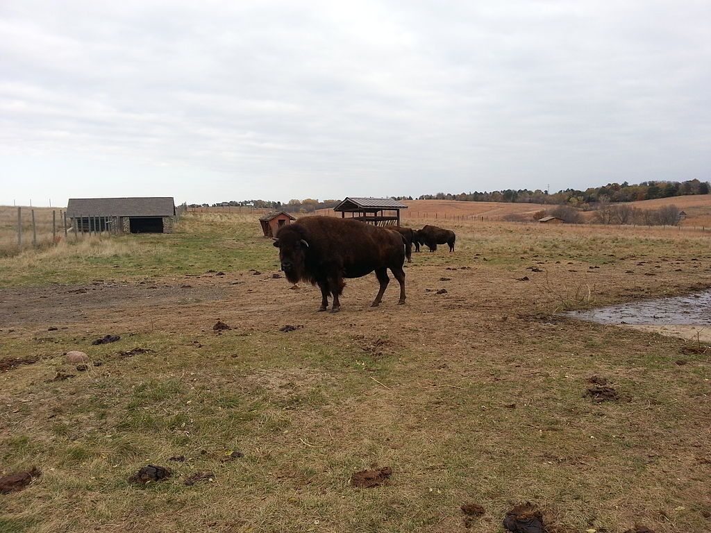 Bison grazing on the fields at Pioneers Park Nature Center