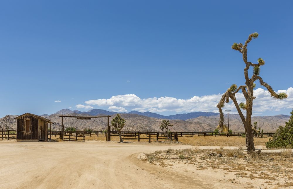 Joshua trees at Pioneertown Corrals