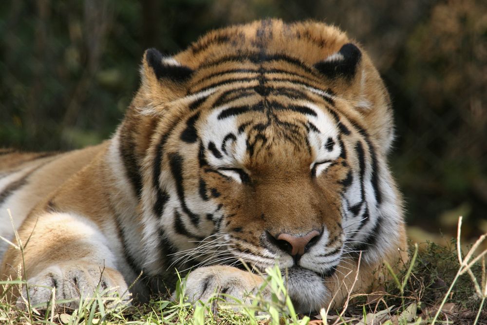 A tiger at Pittsburgh Zoo
