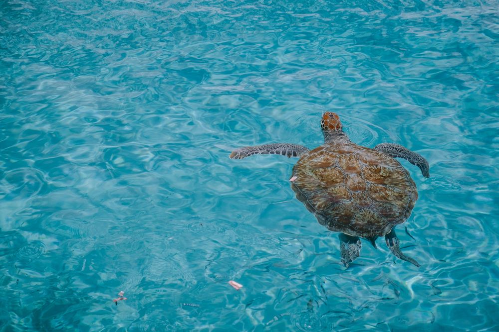 Turtle at Playa Porto Marie