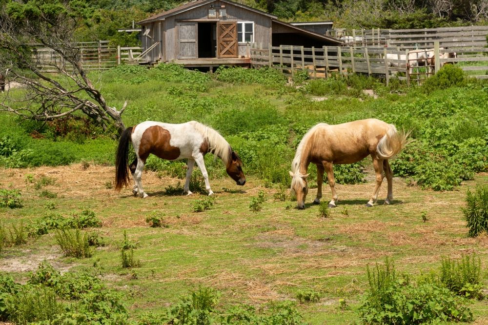 Two Ponies grazing outside the Pony Pen at Ocracoke